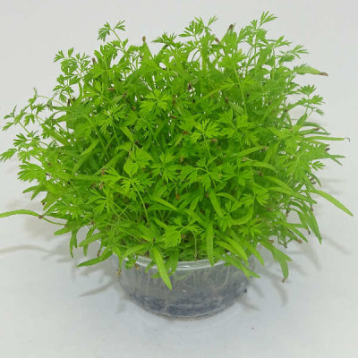 Microgreens de Zanahoria (Falla) en Maceta Viva | Microvegetales con Sabor Dulce y Aroma a Zanahoria Fresca