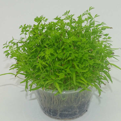 Microgreens de Zanahoria (Falla) en Maceta Viva | Microvegetales con Sabor Dulce y Aroma a Zanahoria Fresca