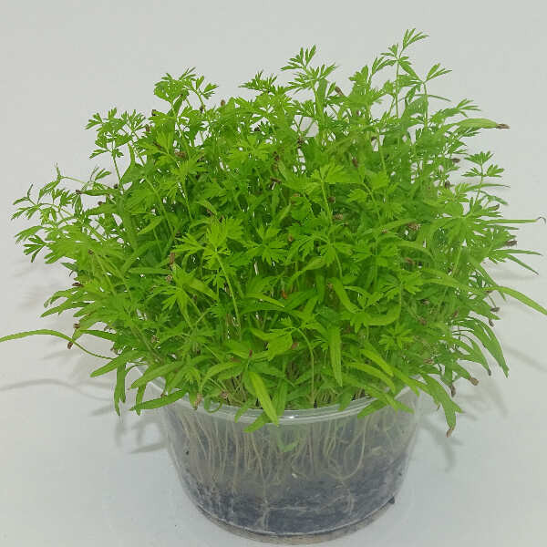 Microgreens de Zanahoria (Falla) en Maceta Viva | Microvegetales con Sabor Dulce y Aroma a Zanahoria Fresca