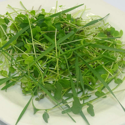 Micromezclum Power Detox Mikagreens – Máxima Concentración de Nutrientes en Microgreens Frescos