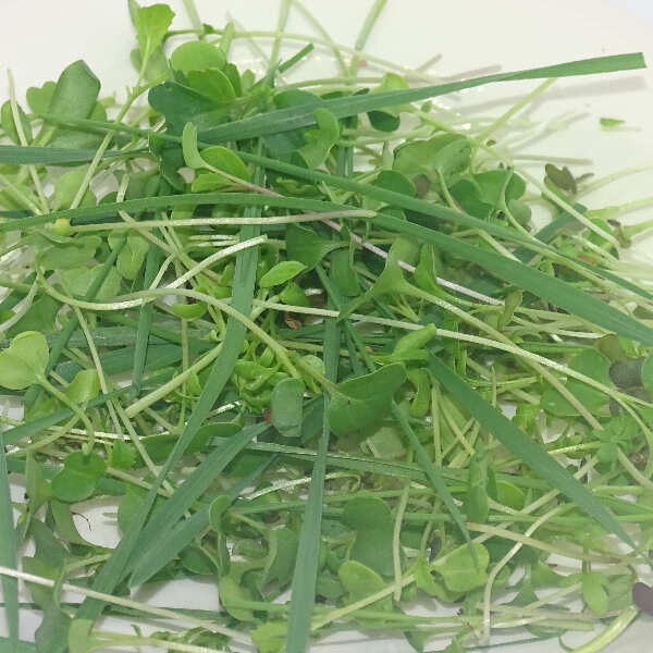 Micromezclum Power Detox Mikagreens – Máxima Concentración de Nutrientes en Microgreens Frescos