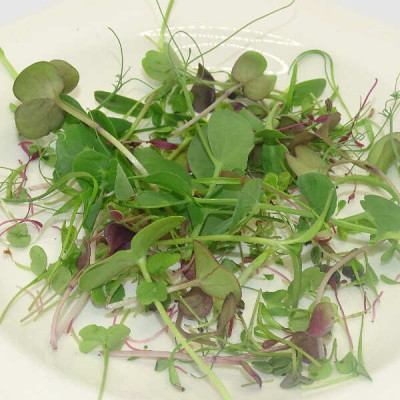 Micromezclum Rainbow Mikagreens – Explosión de Color, Sabor y Nutrientes en Microgreens Frescos