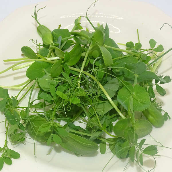 Micromezclum Dulce Natural Mikagreens – Mix de Microgreens, Microvegetales y Brotes Tiernos Suaves y Crujientes