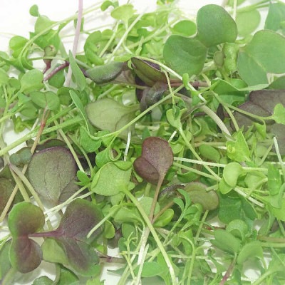 Micromezclum Fuego Verde Mikagreens – Mix Picante de Microgreens, Microvegetales y Brotes Tiernos Frescos Gourmet