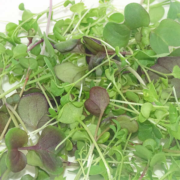 Micromezclum Fuego Verde Mikagreens – Mix Picante de Microgreens, Microvegetales y Brotes Tiernos Frescos Gourmet