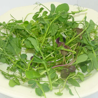 Micromezclum Clásico Mikagreens – Mix de Microgreens Frescos, Microvegetales y Brotes Tiernos Gourmet para Cocina Saludable