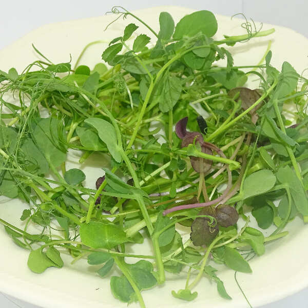 Micromezclum Clásico Mikagreens – Mix de Microgreens Frescos, Microvegetales y Brotes Tiernos Gourmet para Cocina Saludable