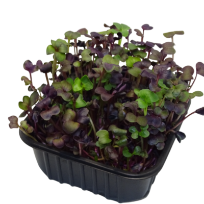 Maceta Mini Planta Premium Rábano Rojo “Rambo” –