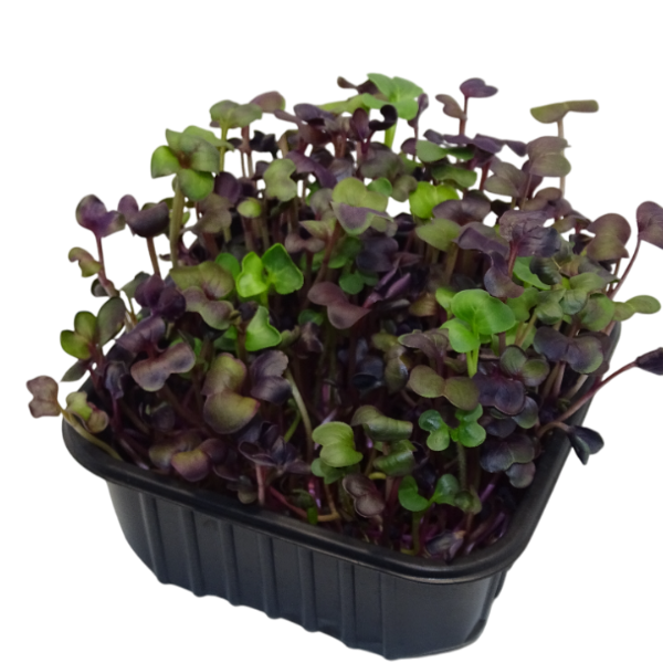 Maceta Mini Planta Premium Rábano Rojo “Rambo” –