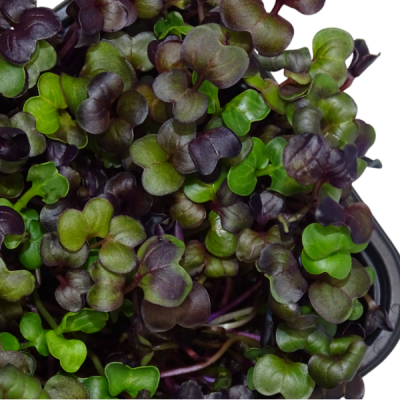 Maceta Mini Planta Premium Rábano Rojo “Rambo” –