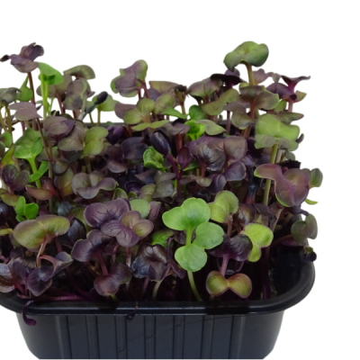 Maceta Mini Planta Premium Rábano Rojo “Rambo” –