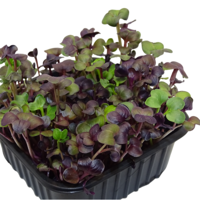 Maceta Mini Planta Premium Rábano Rojo “Rambo” –