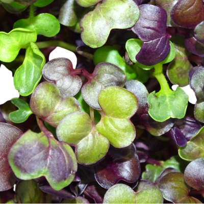 Rábano Rojo Rambo – Microgreen Picante de Color Intenso