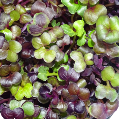 Rábano Rojo Rambo – Microgreen Picante de Color Intenso