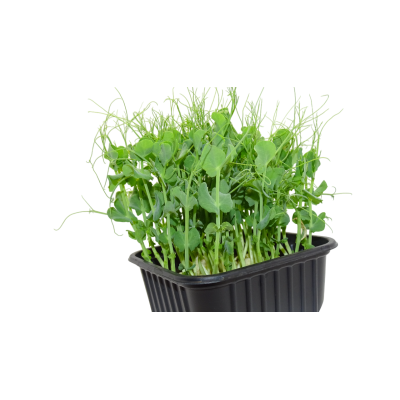 Maceta Guisante Blanco menos anillos el poder ibérico