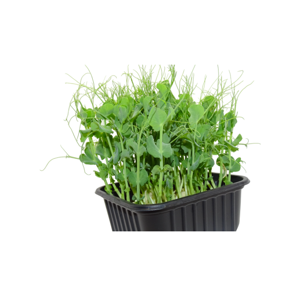 Maceta Guisante Blanco menos anillos el poder ibérico