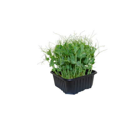 Maceta Guisante Blanco menos anillos el poder ibérico