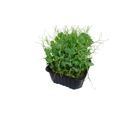 Maceta Guisante Blanco menos anillos el poder ibérico