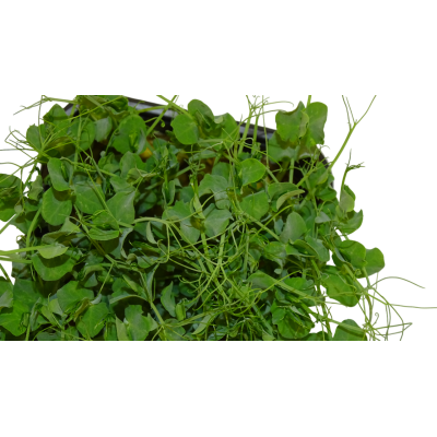 Maceta Guisante Blanco menos anillos el poder ibérico