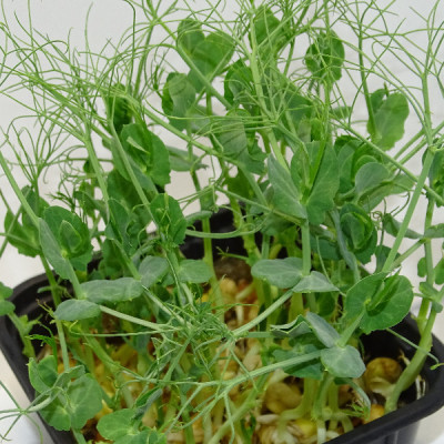 Maceta Guisante Jumbo Anillos XL – El Microvegetal Más Poderoso de Mikagreens