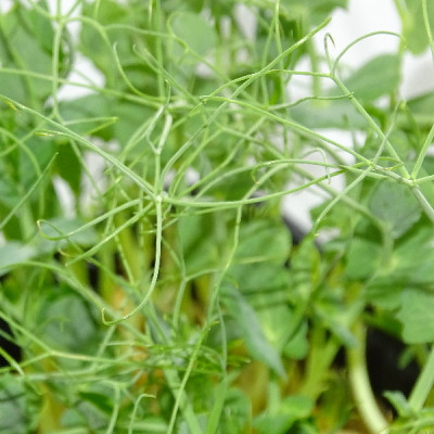 Maceta Guisante Jumbo Anillos XL – El Microvegetal Más Poderoso de Mikagreens