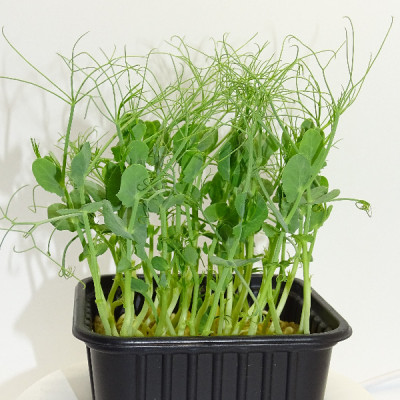 Maceta Guisante Jumbo Anillos XL – El Microvegetal Más Poderoso de Mikagreens