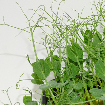 Guisante Jumbo Extra Rizos – Mikagreens