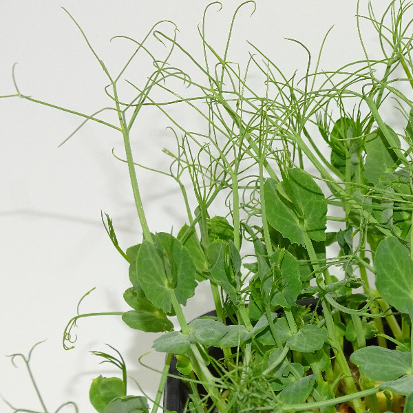 Guisante Jumbo Extra Rizos – Mikagreens