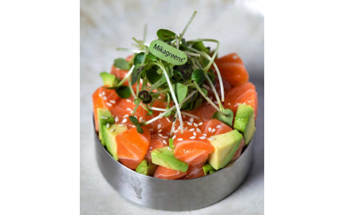 Tartar moderno de salmón con aguacate y microgreens Mikagreens de rúcula rocket